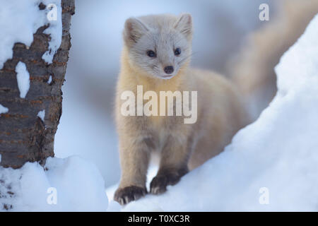 Sable (Martes zibellina) nel suo cappotto invernale Foto Stock