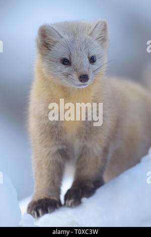 Sable (Martes zibellina) nel suo cappotto invernale Foto Stock