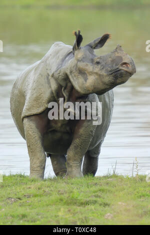 Fangoso rinoceronte indiano (Rhinoceros unicornis) emergente da un lago Foto Stock