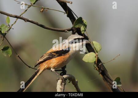 Long-Tailed Shrike o Rufous-Backed Shrike in Keoladeo Ghana National Park, Bharatpur Rajasthan Foto Stock