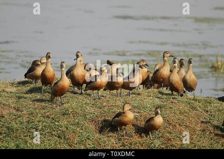 Sibilo minore anatre o alzavole crogiolarsi sotto il sole invernale in Bharatpur Foto Stock