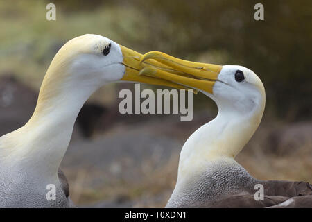 Una coppia di sventolato albatri (Phoebastria irrorate) il corteggiamento Foto Stock