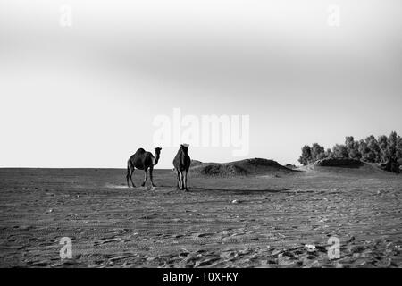 Cammelli nel deserto Maranjab Foto Stock