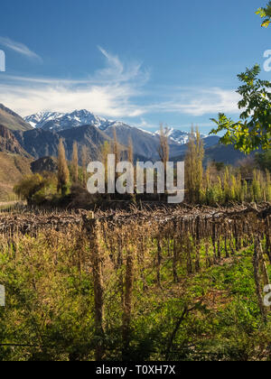 Grapeyard , vigna. Valle Elqui, Ande parte del Deserto di Atacama nella regione di Coquimbo, in Cile Foto Stock