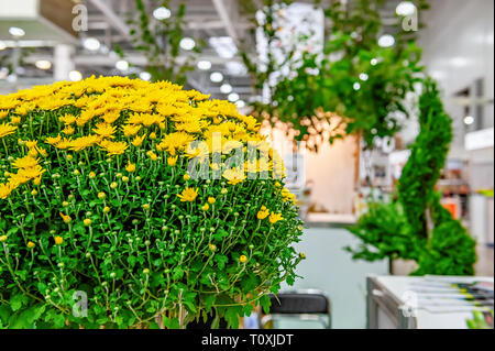 Giovani piante di piccolo giallo crisantemi in un grosso mazzo di fiori. La decorazione interna con fiori e piante. Foto Stock