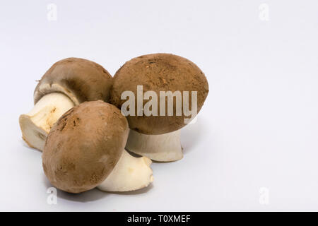 Appena raccolto funghi pronto per essere lavato e cotto Foto Stock