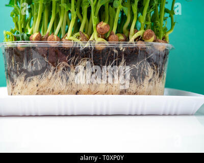 Pisello organico micro i germogli in crescita in scatola di plastica, il concetto di salute, ricchi di fibra alimentare verde Foto Stock