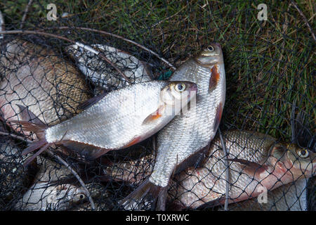 Il concetto di pesca. Acqua dolce orate bianco o argento orate on landing net con prodotti della pesca in esso. Foto Stock
