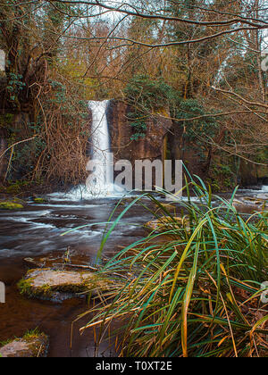 Una bella cascata e un fiume e nel bel mezzo di una foresta o di una foresta, con una natura selvaggia e piante Foto Stock