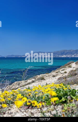 Giallo fiori selvatici, Margherita di mare o mare Aster, spiaggia mediterranea Daisy, moneta in oro Asteriscus maritimus o Asteriscus aquaticus, fioritura contro blu Foto Stock