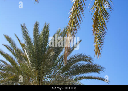 Nuovo e vecchio giallo Palm tree fogliame closeup contro il cielo blu su una soleggiata giornata di primavera a Mallorca, Spagna. Foto Stock