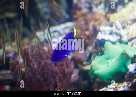 Blu brillante chirurgo di pesce sullo sfondo della multi-coralli colorati. Foto Stock