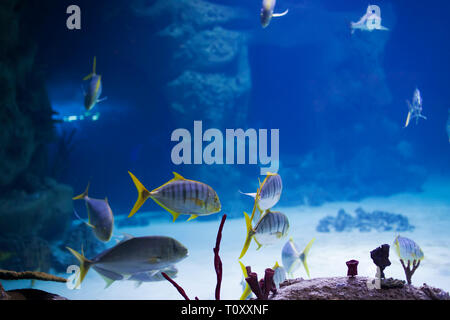 Pesce tropicale sullo sfondo di coralli in blu acqua di mare.Karang pesce Foto Stock