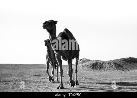 Cammelli nel deserto Maranjab Foto Stock