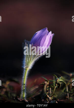 Rare e protette bellissima pulsatilla patens fioritura nel profondo della foresta finlandese Foto Stock