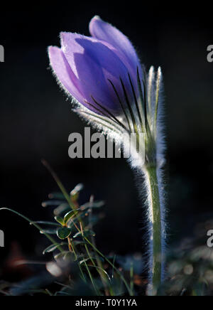 Rare e protette bellissima pulsatilla patens fioritura nel profondo della foresta finlandese Foto Stock