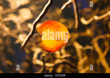 Pesce Discus Symphysodon nuoto sott'acqua nel fiume amazzonico. Foto Stock