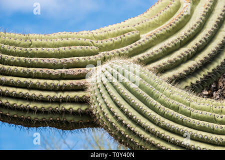 Cactus Saguaro, Carnegiea gigantea, nel deserto di Sonora in organo a canne Cactus monumento nazionale, Lukeville, Ajo, Arizona, Stati Uniti d'America Foto Stock