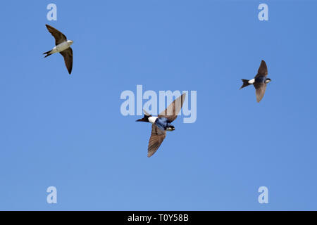 Tre casa comune martins / casa settentrionale martins (Delichon urbicum) in volo contro il cielo blu Foto Stock