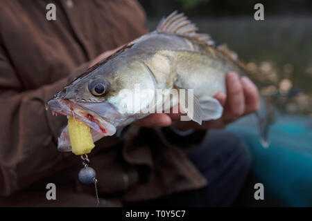 Walleye catturati sulla maschera artigianale esca in Fisherman's mani Foto Stock