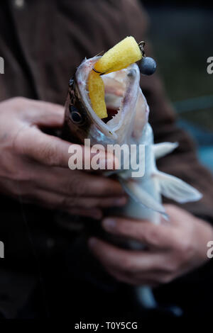 Walleye catturati sulla maschera artigianale esca, focus poco profonda Foto Stock