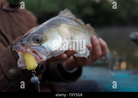 Walleye catturati sulla maschera artigianale esca in Fisherman's mano Foto Stock