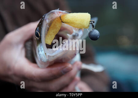 Walleye catturati sulla maschera artigianale esca molto superficiale la messa a fuoco Foto Stock