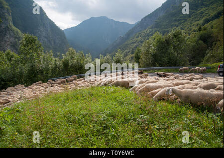 Allevamento di pecore durante la transumanza Foto Stock