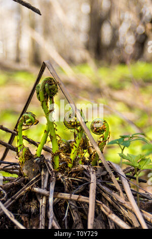 Germogli di felce nella foresta di primavera Foto Stock