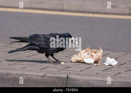 Rook,Corvus frugilegus, singolo adulto alimentazione su scartato il fast food sulla pavimentazione. La Scozia, Regno Unito. Foto Stock