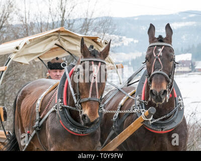 Due cavalli tira un carrello, Rusiński Wierch, Bukowina Tatrzańska, Polonia meridionale Foto Stock