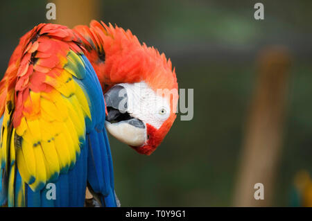 Scarlet Macaw parrot. Messa a fuoco selettiva, copia dello spazio. Foto Stock