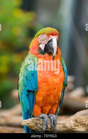 Scarlet Macaw pappagallo in posa per la fotocamera. Messa a fuoco selettiva impostato su una testa. Foto Stock