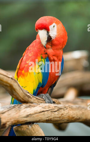 Giovani scarlet macaw pappagallo in posa per la fotocamera. Messa a fuoco selettiva. Foto Stock