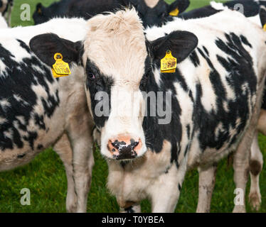 Myrtleville, Cork, Irlanda. Xxii marzo, 2019. Il Regno Unito è il più grande mercato per la carne bovina irlandese, in quanto rappresentavano oltre il 57% della carne bovina irlandese le esportazioni nel 2015. Carni bovine extorts dall'Irlanda verso il Regno Unito è stimato a quasi 1,1 miliardi di € annualmente ed è ora una preoccupazione per gli agricoltori con Brexit incombente. La figura mostra il pascolo di bestiame in una fattoria e si affaccia sul porto di Myrtleville, Co. Cork, Irlanda. Credito: David Creedon/Alamy Live News Foto Stock