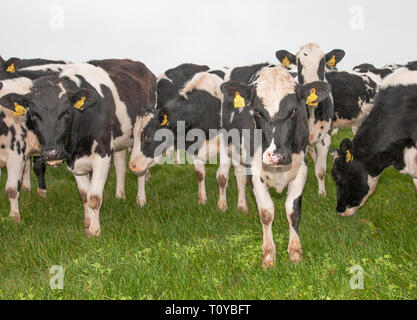 Myrtleville, Cork, Irlanda. Xxii marzo, 2019. Il Regno Unito è il più grande mercato per la carne bovina irlandese, in quanto rappresentavano oltre il 57% della carne bovina irlandese le esportazioni nel 2015. Carni bovine extorts dall'Irlanda verso il Regno Unito è stimato a quasi 1,1 miliardi di € annualmente ed è ora una preoccupazione per gli agricoltori con Brexit incombente. La figura mostra il pascolo di bestiame in una fattoria e si affaccia sul porto di Myrtleville, Co. Cork, Irlanda. Credito: David Creedon/Alamy Live News Foto Stock