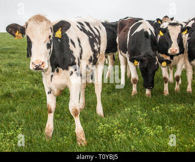 Myrtleville, Cork, Irlanda. Xxii marzo, 2019. Il Regno Unito è il più grande mercato per la carne bovina irlandese, in quanto rappresentavano oltre il 57% della carne bovina irlandese le esportazioni nel 2015. Carni bovine extorts dall'Irlanda verso il Regno Unito è stimato a quasi 1,1 miliardi di € annualmente ed è ora una preoccupazione per gli agricoltori con Brexit incombente. La figura mostra il pascolo di bestiame in una fattoria e si affaccia sul porto di Myrtleville, Co. Cork, Irlanda. Credito: David Creedon/Alamy Live News Foto Stock