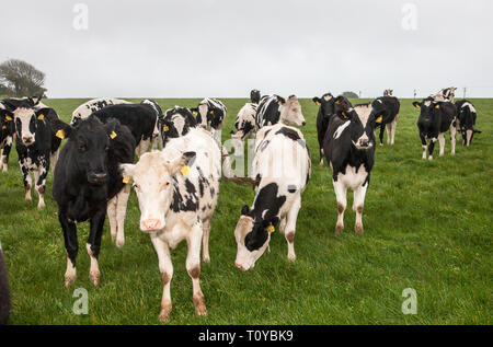 Myrtleville, Cork, Irlanda. Xxii marzo, 2019. Il Regno Unito è il più grande mercato per la carne bovina irlandese, in quanto rappresentavano oltre il 57% della carne bovina irlandese le esportazioni nel 2015. Carni bovine extorts dall'Irlanda verso il Regno Unito è stimato a quasi 1,1 miliardi di € annualmente ed è ora una preoccupazione per gli agricoltori con Brexit incombente. La figura mostra il pascolo di bestiame in una fattoria e si affaccia sul porto di Myrtleville, Co. Cork, Irlanda. Credito: David Creedon/Alamy Live News Foto Stock