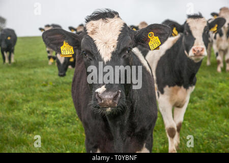 Myrtleville, Cork, Irlanda. Xxii marzo, 2019. Il Regno Unito è il più grande mercato per la carne bovina irlandese, in quanto rappresentavano oltre il 57% della carne bovina irlandese le esportazioni nel 2015. Carni bovine extorts dall'Irlanda verso il Regno Unito è stimato a quasi 1,1 miliardi di € annualmente ed è ora una preoccupazione per gli agricoltori con Brexit incombente. La figura mostra il pascolo di bestiame in una fattoria e si affaccia sul porto di Myrtleville, Co. Cork, Irlanda. Credito: David Creedon/Alamy Live News Foto Stock