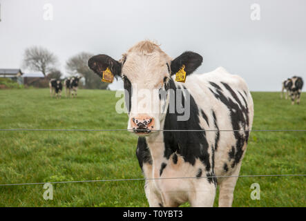 Myrtleville, Cork, Irlanda. Xxii marzo, 2019. Il Regno Unito è il più grande mercato per la carne bovina irlandese, in quanto rappresentavano oltre il 57% della carne bovina irlandese le esportazioni nel 2015. Carni bovine extorts dall'Irlanda verso il Regno Unito è stimato a quasi 1,1 miliardi di € annualmente ed è ora una preoccupazione per gli agricoltori con Brexit incombente. La figura mostra il pascolo di bestiame in una fattoria e si affaccia sul porto di Myrtleville, Co. Cork, Irlanda. Credito: David Creedon/Alamy Live News Foto Stock