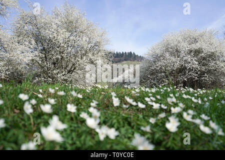 Kappelrodeck, Germania. 22 Mar, 2019. Anemoni di legno sono in piedi su un campo. In Sfondo bianco fioritura cespugli di frutta e i vigneti di Kappelrodeck. Credito: Benedikt Spether/dpa/Alamy Live News Foto Stock