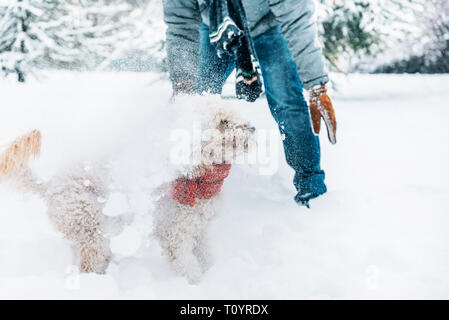 Lotta con le palle di neve e divertimento con il pet e il suo proprietario nella neve. Vacanze inverno emozione. Carino pozza cane e uomo di giocare e in esecuzione nella foresta. Filtro della pellicola Foto Stock