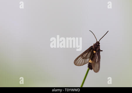 Farfalla nero appollaiato sulla lamina di mattina Foto Stock