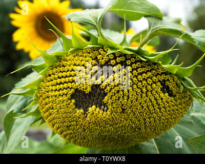 Bella girasoli in fiore nel giardino. Foto Stock