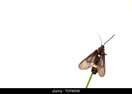 Farfalla nero appollaiato sulla lamina di mattina Foto Stock