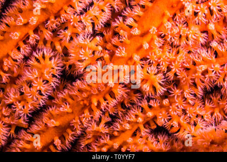 In prossimità del mare-frusta. Owase, Mie, Giappone Foto Stock