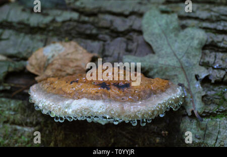 Fungo Fomitopsis pinicola con gocce di rugiada sul tronco di albero. Foto Stock