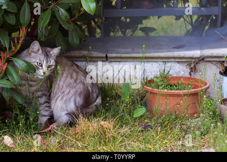 Adorable cat di bestiame in un giardino. Razza siberiana pet, gattino ipoallergenico in relax outdoor Foto Stock