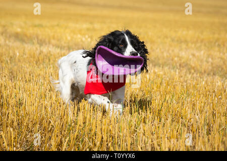 Docker spaniel in un pagliaio, ritratto di un cane da caccia Foto Stock