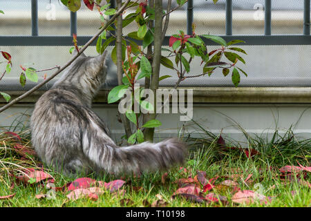Adorable cat di bestiame in un giardino. Razza siberiana pet, gattino ipoallergenico in relax outdoor Foto Stock